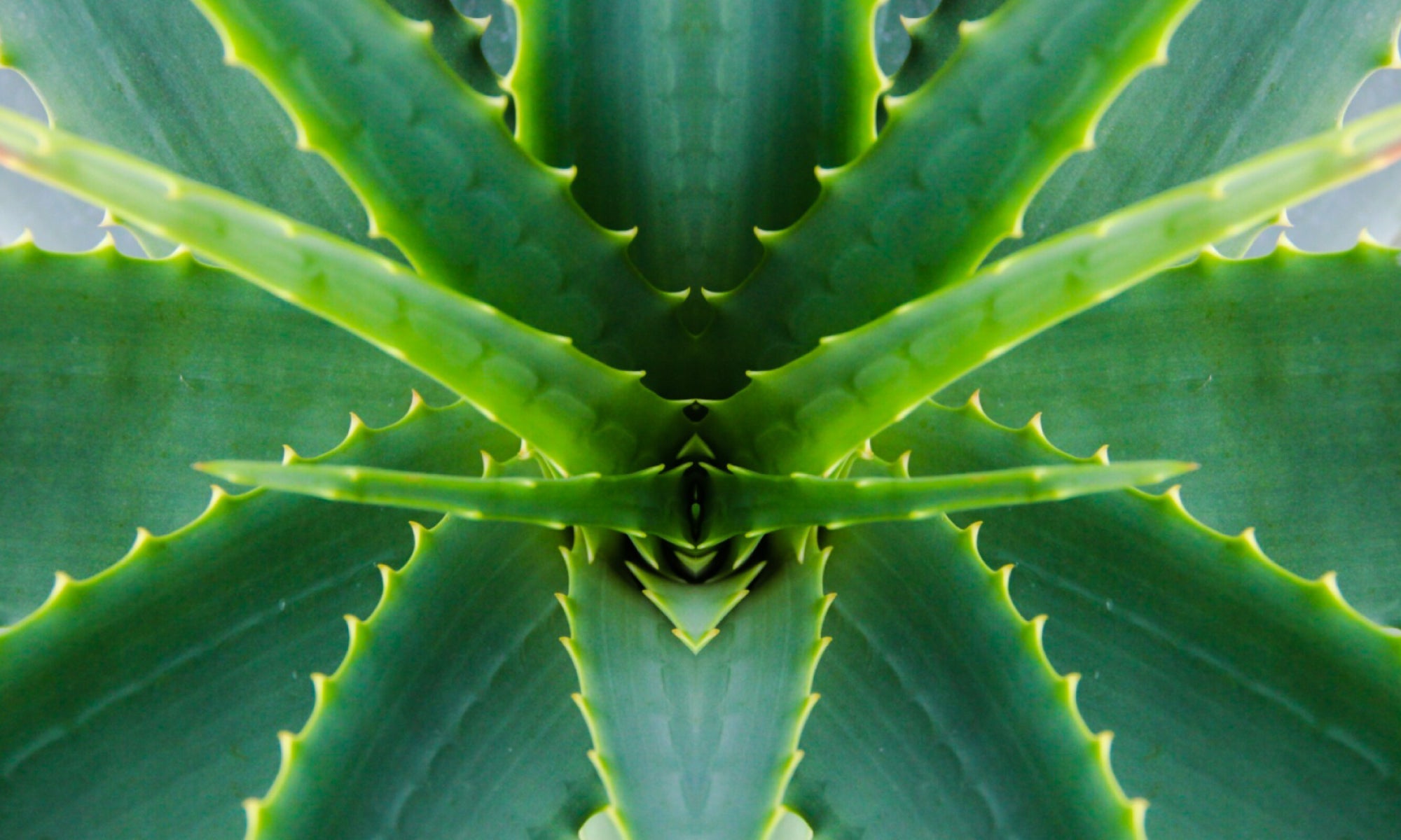 Is Aloe Vera Good For Radiation Dermatitis?