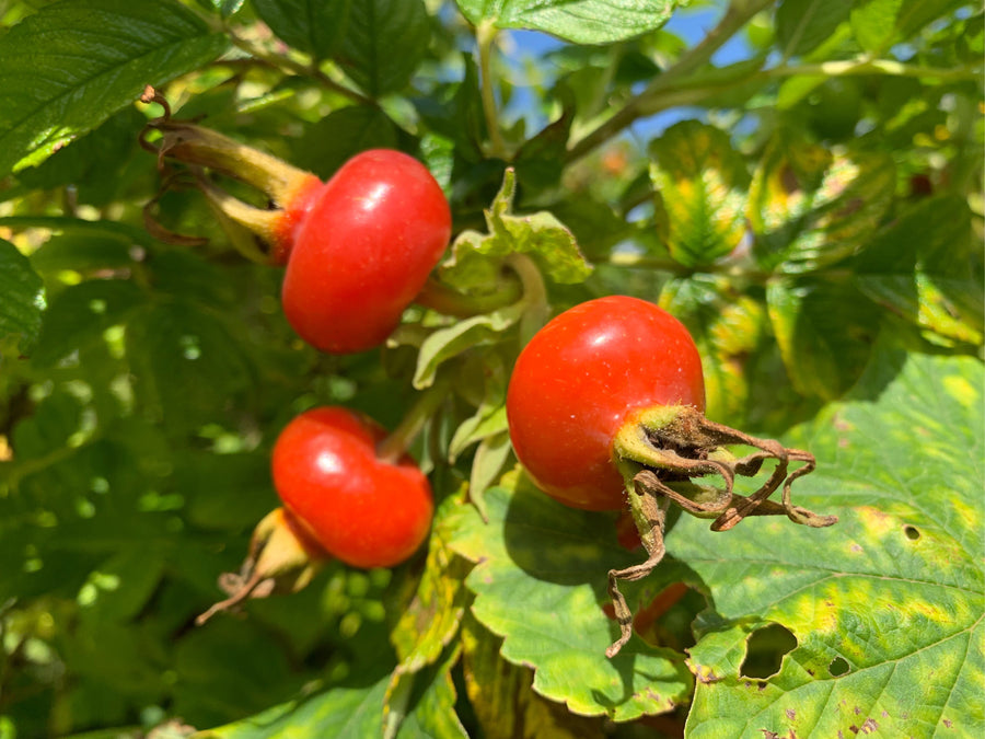 Is Rosehip Oil Good For Perioral Dermatitis?