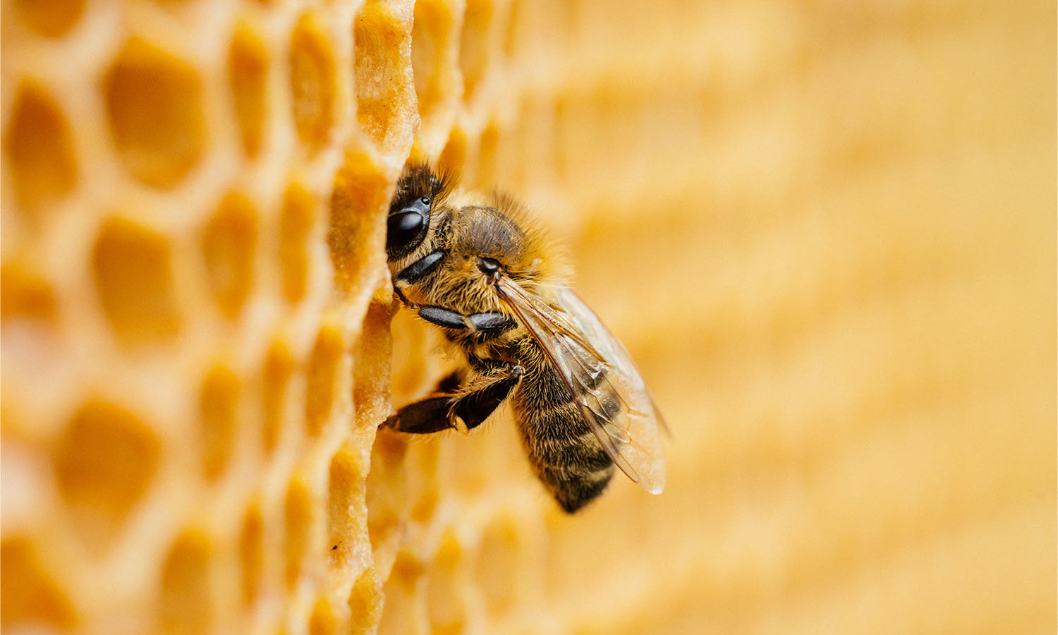 New Beeswax - Same Skin Salvation!