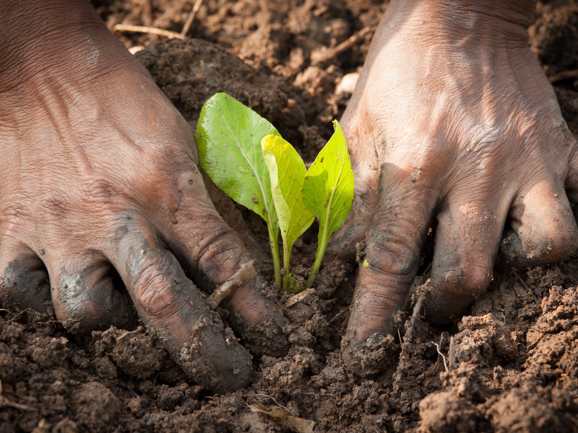 why-does-dirt-dry-out-your-hands-balmonds