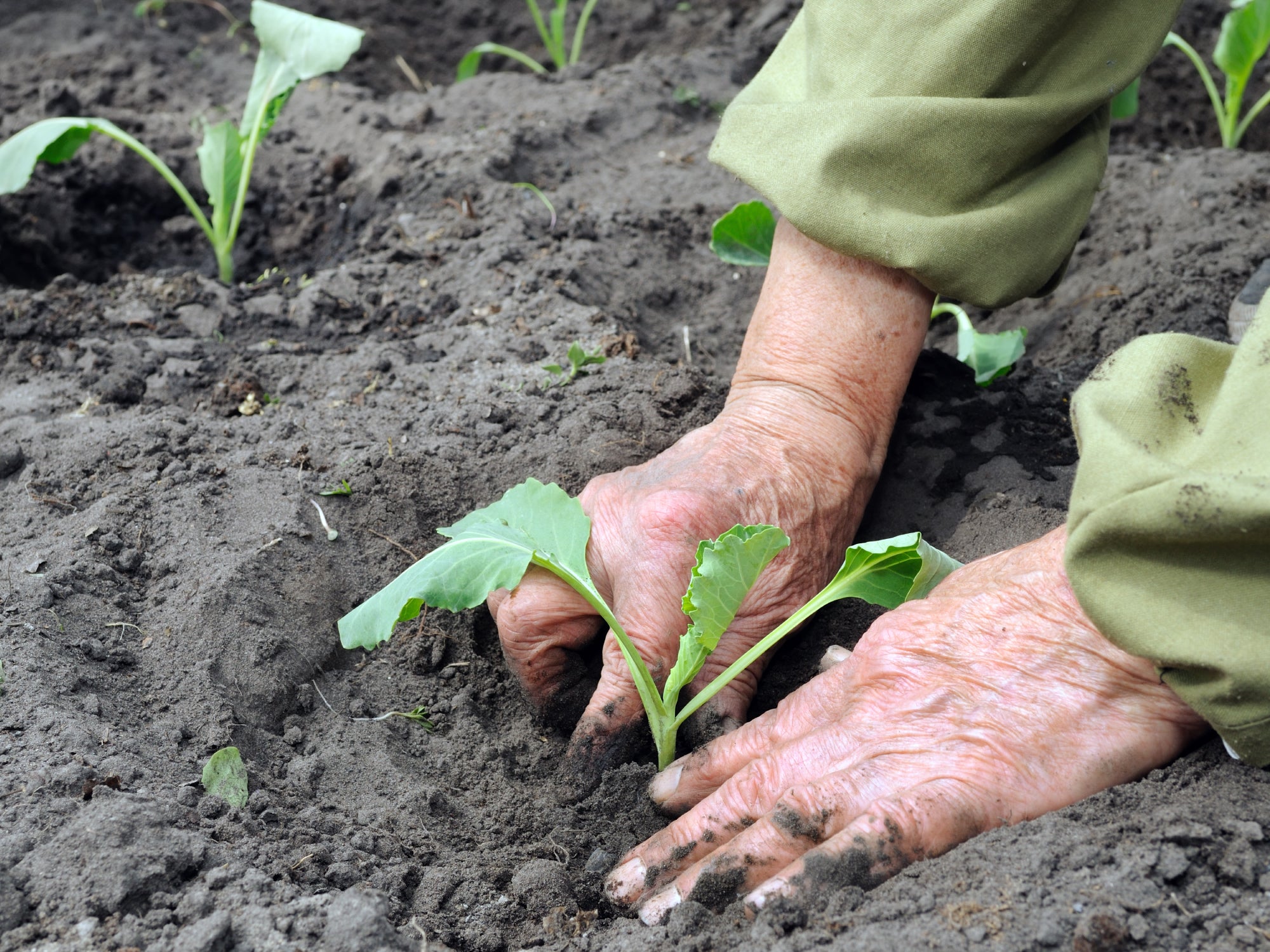 What Is The Best Hand Cream For Gardeners' Hands?