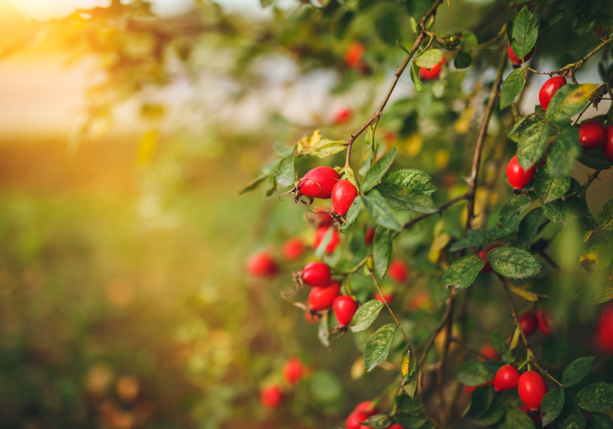 Rosehip Oil Explored: How One Powerful Little Ingredient Works For TSW