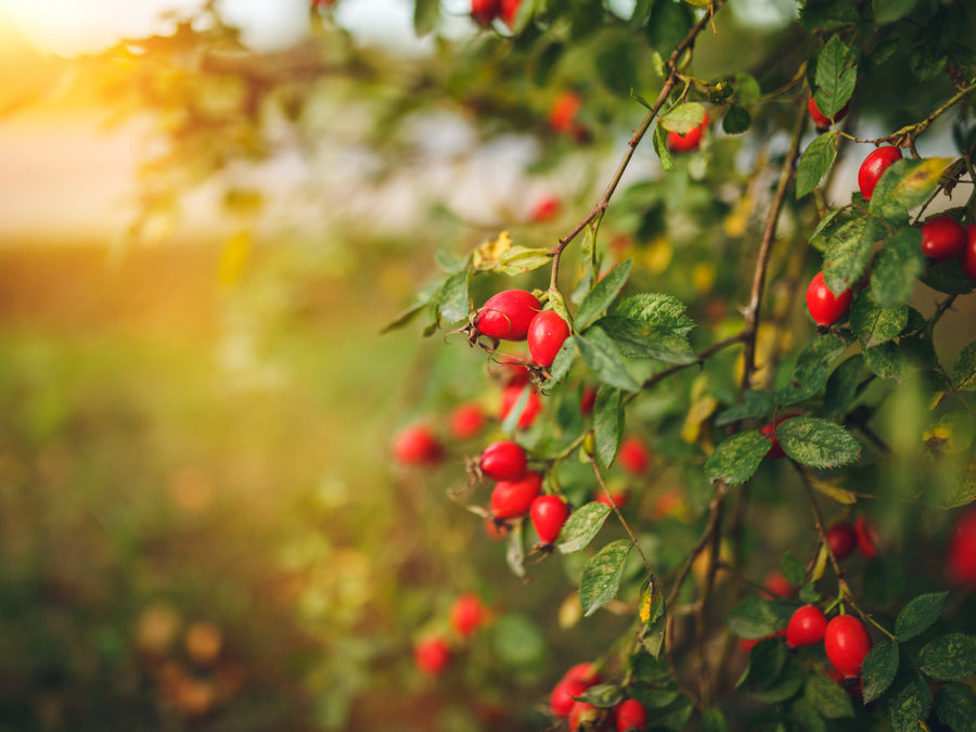 Rosehip Oil Explored: How One Powerful Little Ingredient Works For TSW